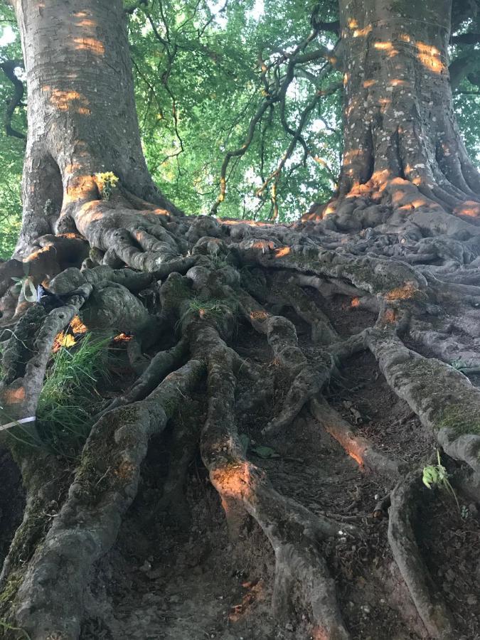 Magnolia Tree House Διαμέρισμα Γκλάστονμπερι Εξωτερικό φωτογραφία